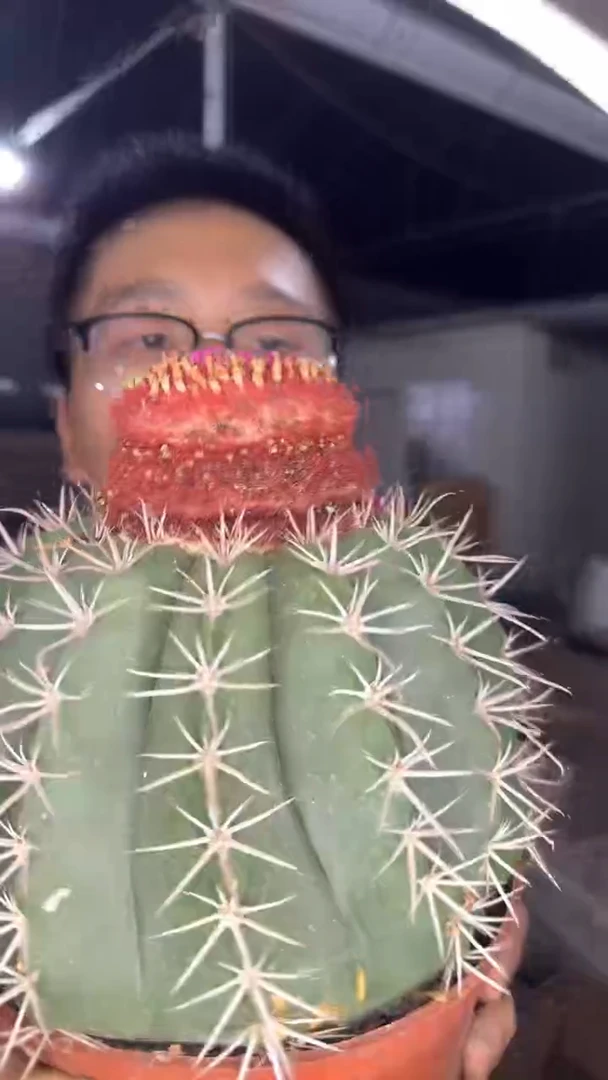 18-25cm 大锦云【带云顶】