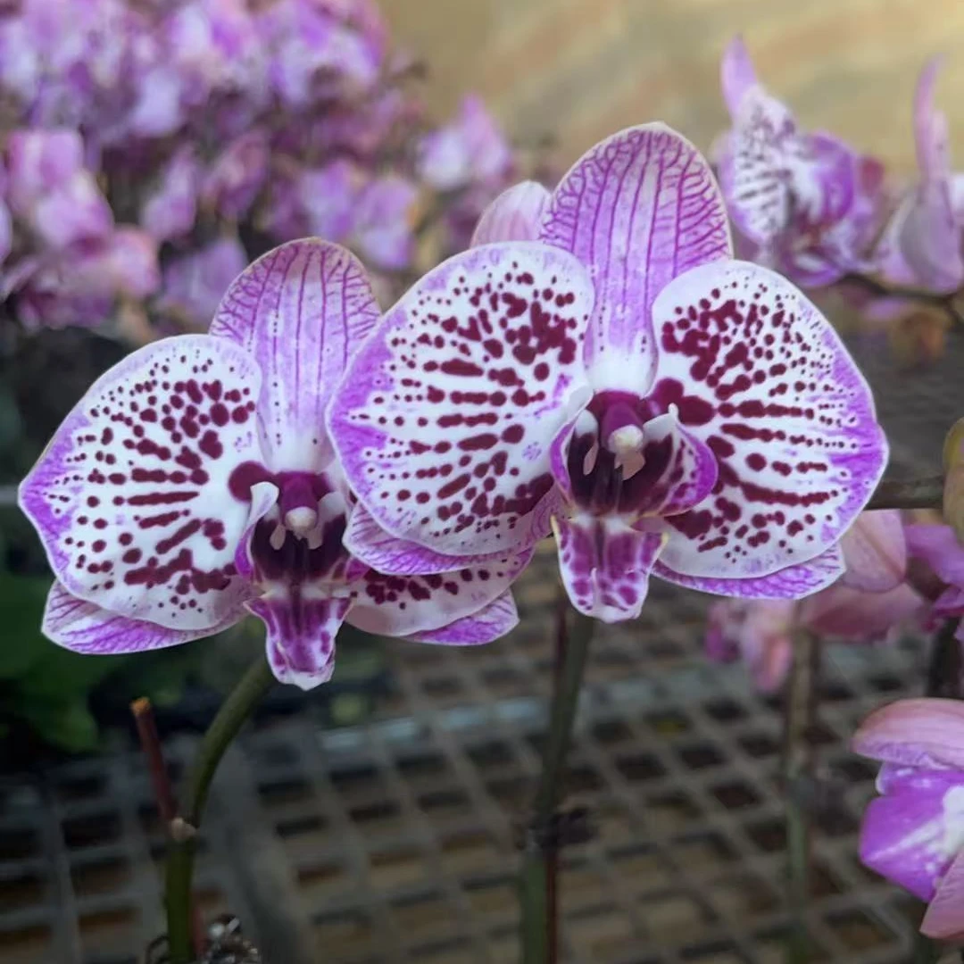 花悦里【貔貅】单花剑 带花带花苞 室内花花 广州花卉源头基地