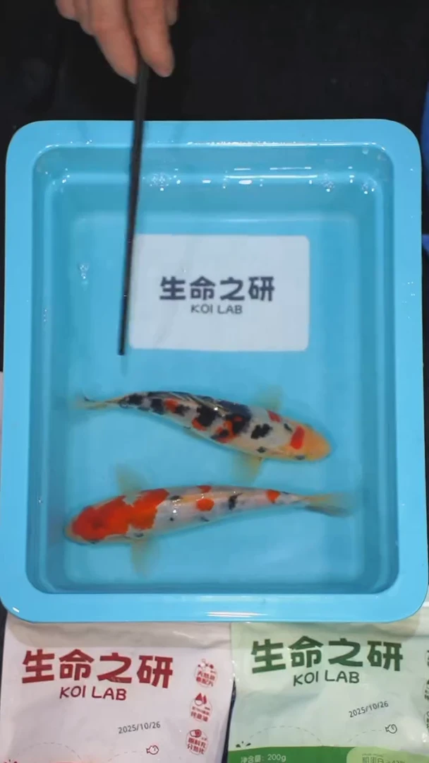 锦鲤血统大正锦鲤红白锦鲤芥子鲤锦鲤观赏鱼