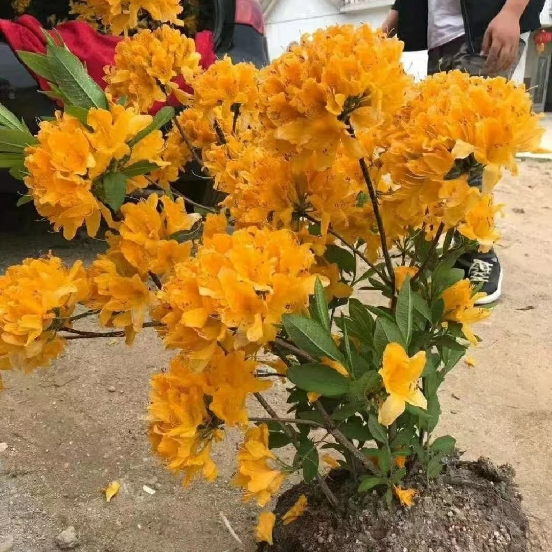 映山黄老桩熟桩盆景地栽阳台庭院花园室外苗圃