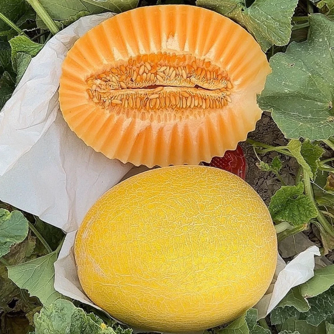 【吾夏甄选】新疆吐鲁番金色年华哈密瓜皮薄甜多汁新鲜采摘产地直发