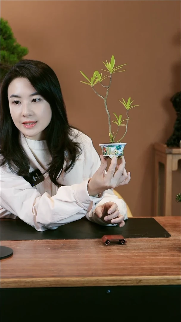 【闪购商品】盆景栀子花