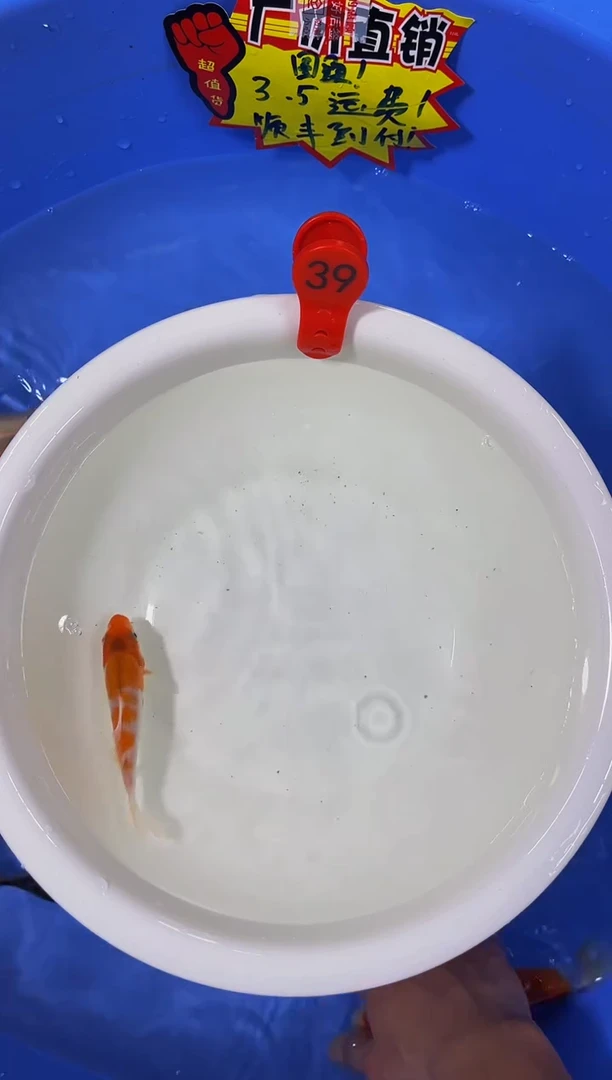 锦鲤活体二号链接