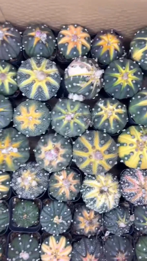 4颗 4-6cm 星兜 品种不指定