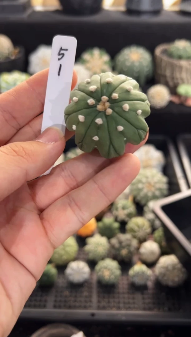 双腿海星不含盆土实生编码51