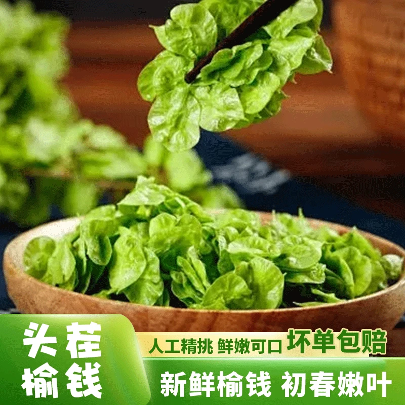 榆钱现货25年深山现摘新鲜野菜榆钱 蔬菜榆钱儿钱串树子窝头