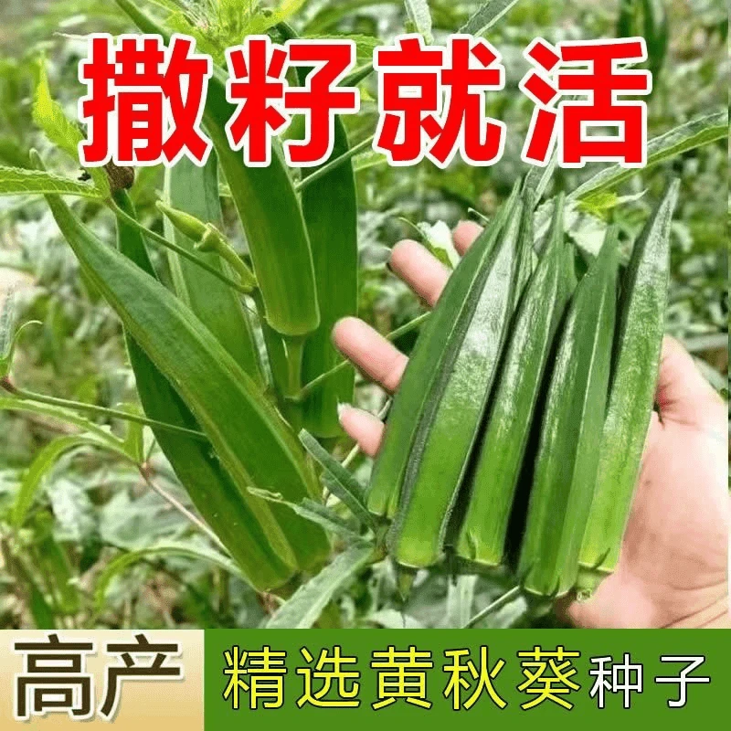 黄秋葵种子水果发芽生吃不易老春秋季四季高产