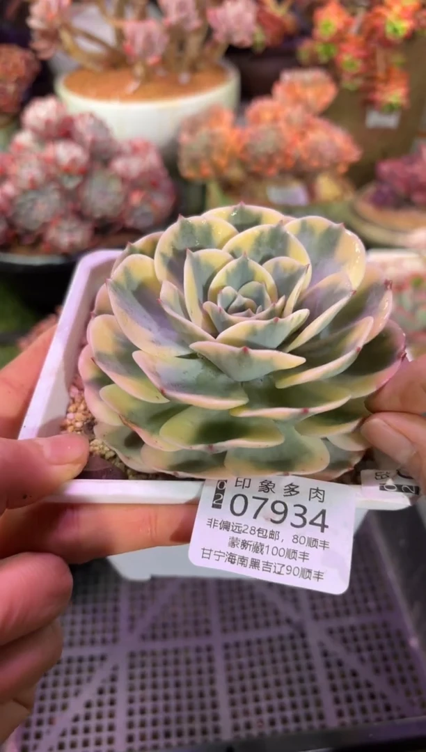 【闪购商品】07934