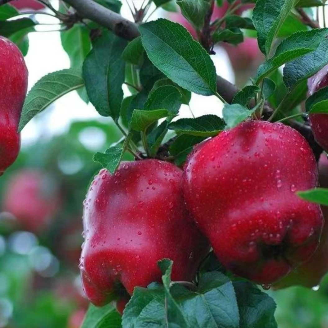 甘肃天水花牛苹果新鲜当季水果果园现摘脆甜