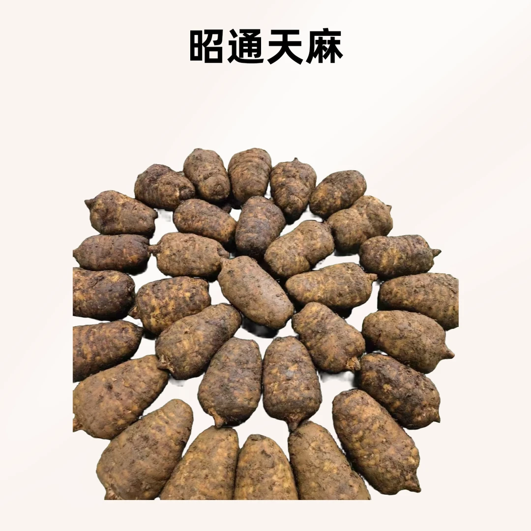 云南昭通小草坝种植天麻