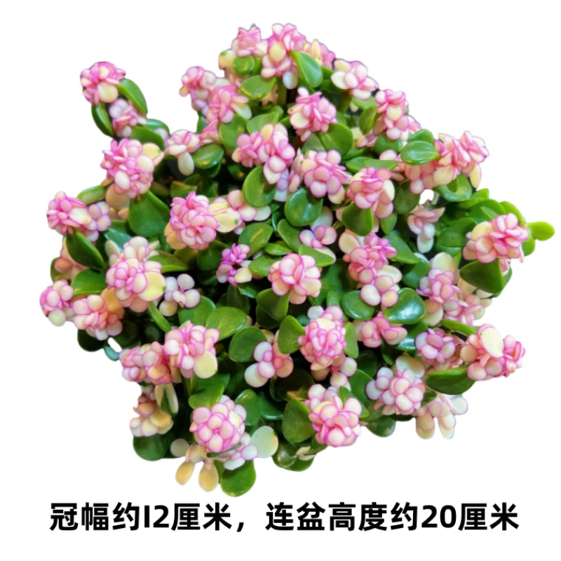 金枝玉叶 带盆土 老桩多肉植物新手好养 多肉3单包邮