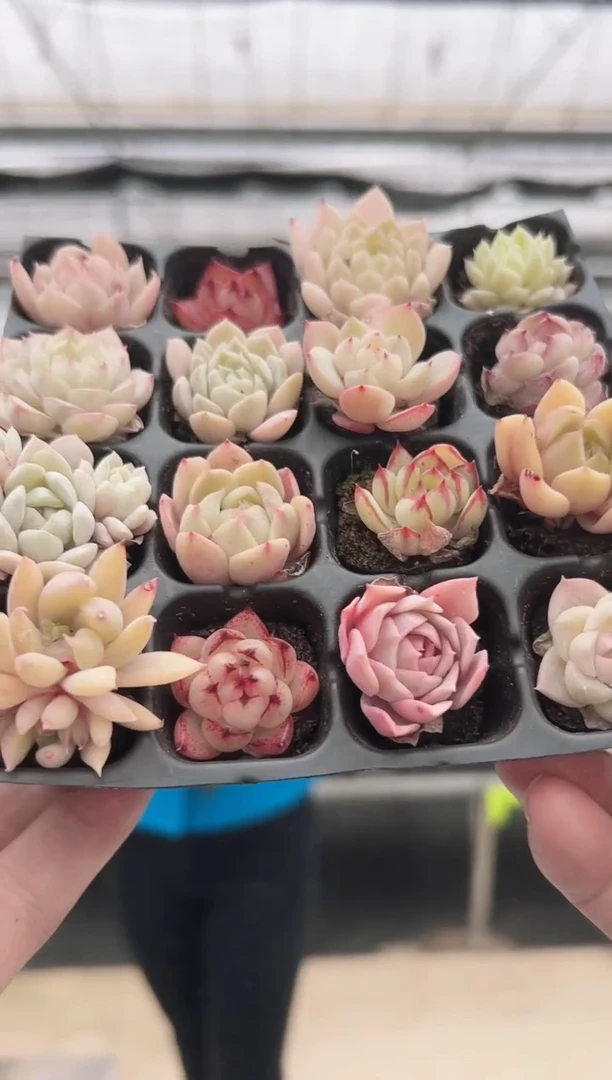 【闪购商品】穴盘-86