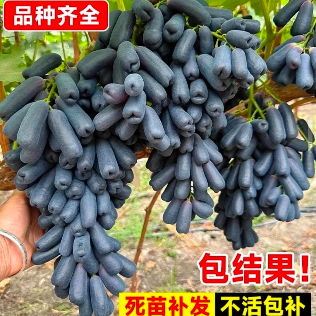 蓝宝石葡萄树苗甜蜜蓝宝石当年结果耐寒耐旱果树苗盆栽无籽无核