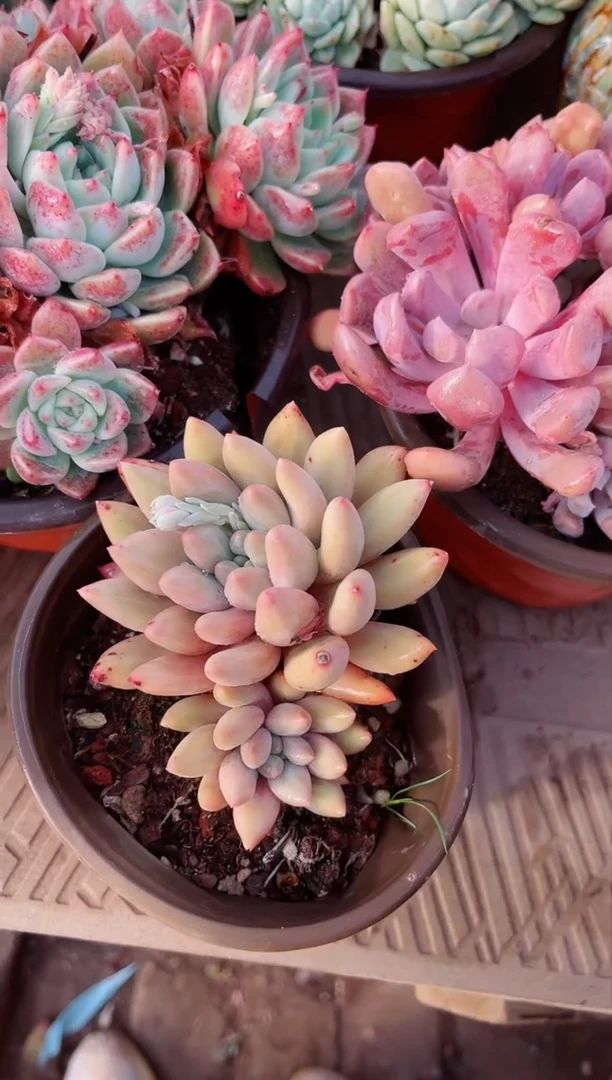 【闪购商品】20126