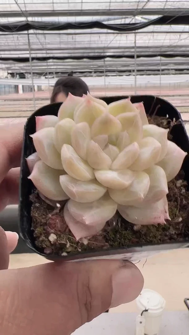 东云多肉园新款-56