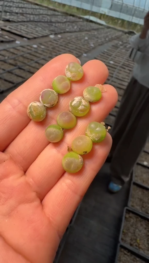 69多肉植物肉锥拉登一颗