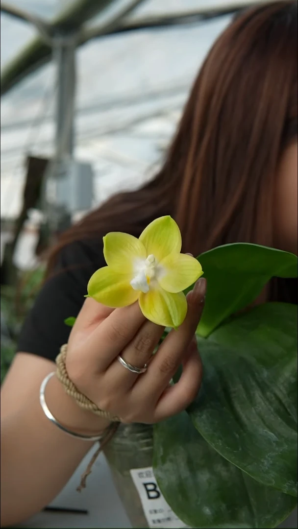 完全开放万赞福利 童话金丝雀（3.5）有空根叶瑕，无售后