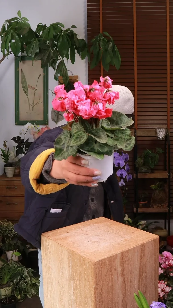 全部花朵 灯笼橙红 仙客来  原盆 顺丰包邮