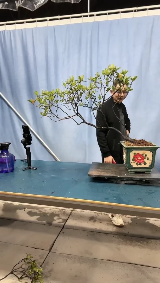 【闪购商品】盆景春花