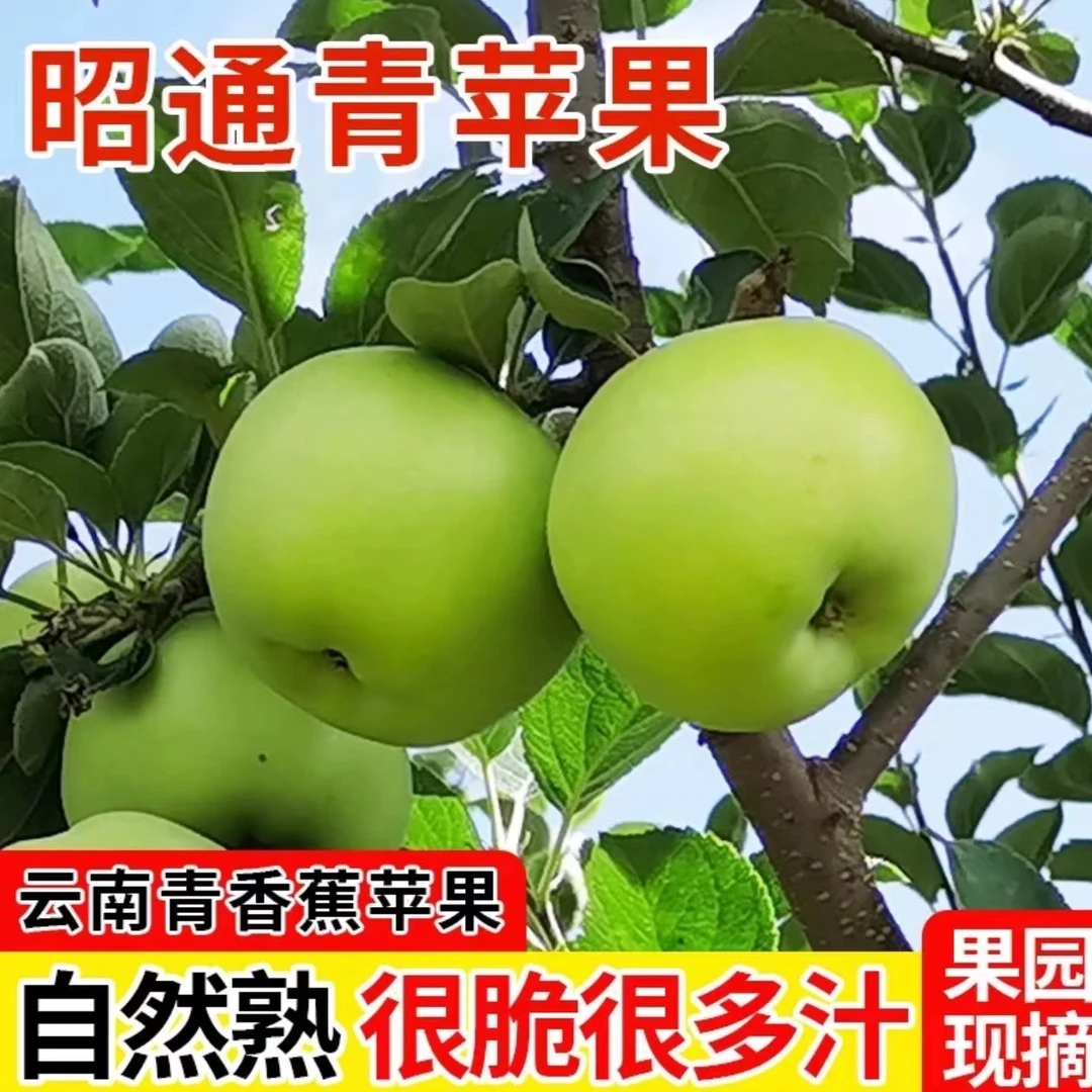 2025云南昭通高原青苹果现摘现发应季水果纯甜无酸适合老人小孩