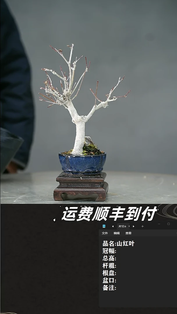 【闪购商品】26 山红叶