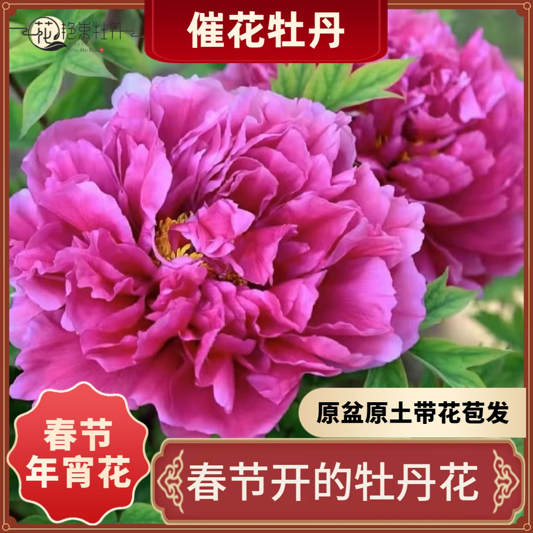新春特惠【5A巨无霸】年宵花牡丹春节期间开花 顺丰包邮