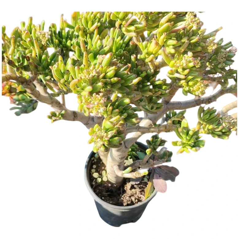 老桩 吸财树 多肉植物好种好养