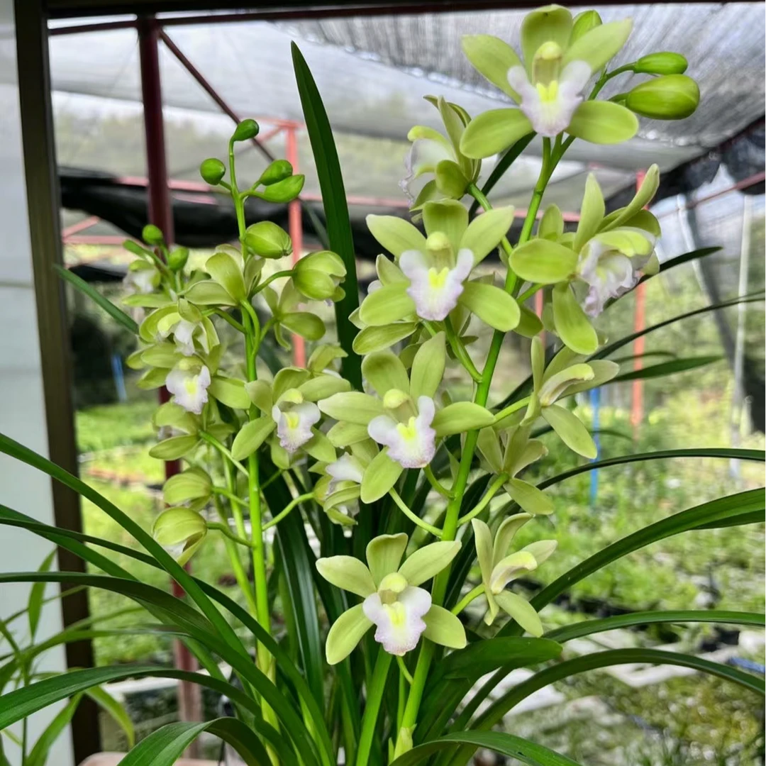 惠兰精品【香水香兰】年宵花浓香型兰花室内摆放好养绿植盆栽花卉