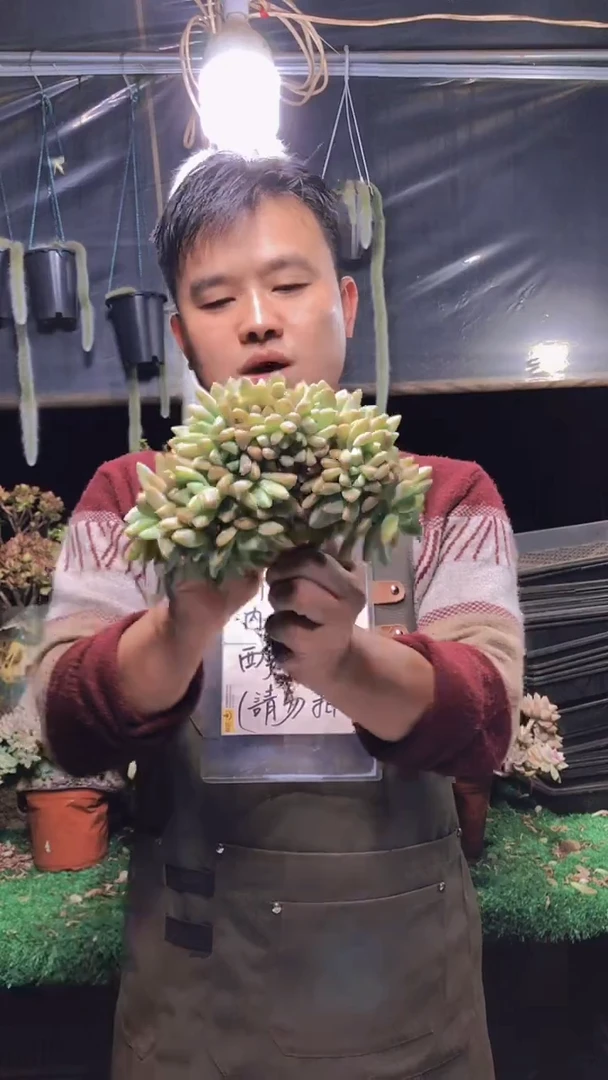 114淡雪缀化一物一拍