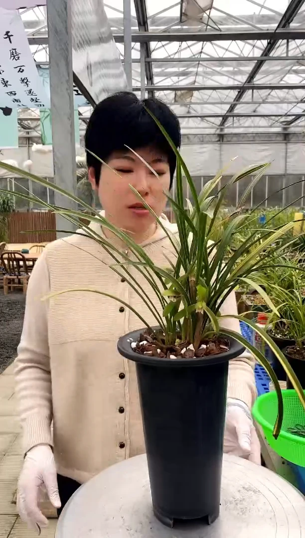 【闪购商品】金泉，一钓成魔