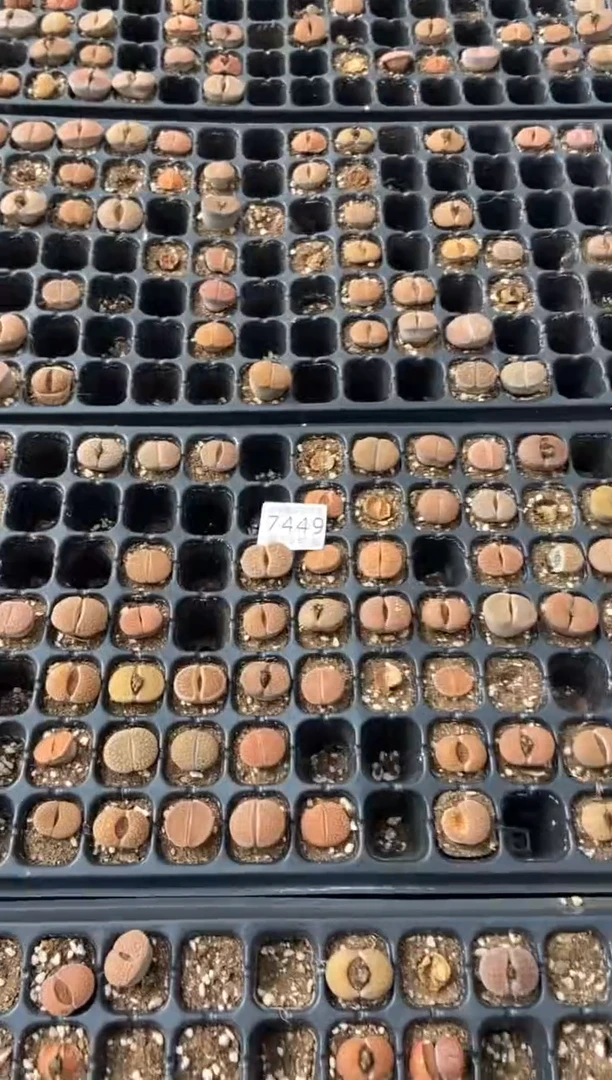 【闪购商品】7449特价富贵玉有瑕疵缺水发10颗量拍