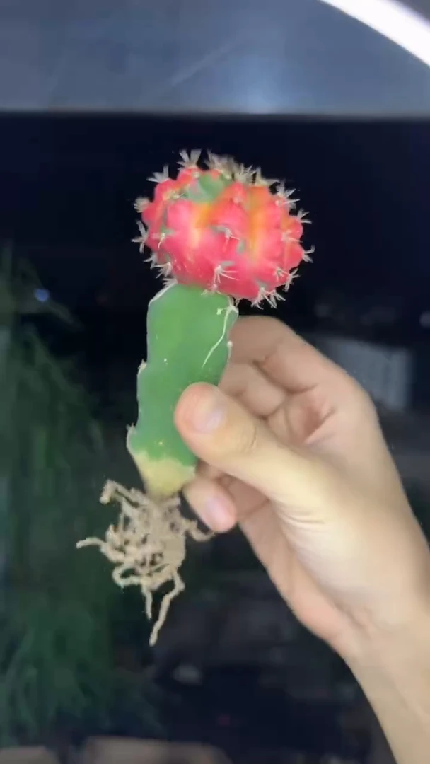 3颗 光辉牡丹【嫁接】