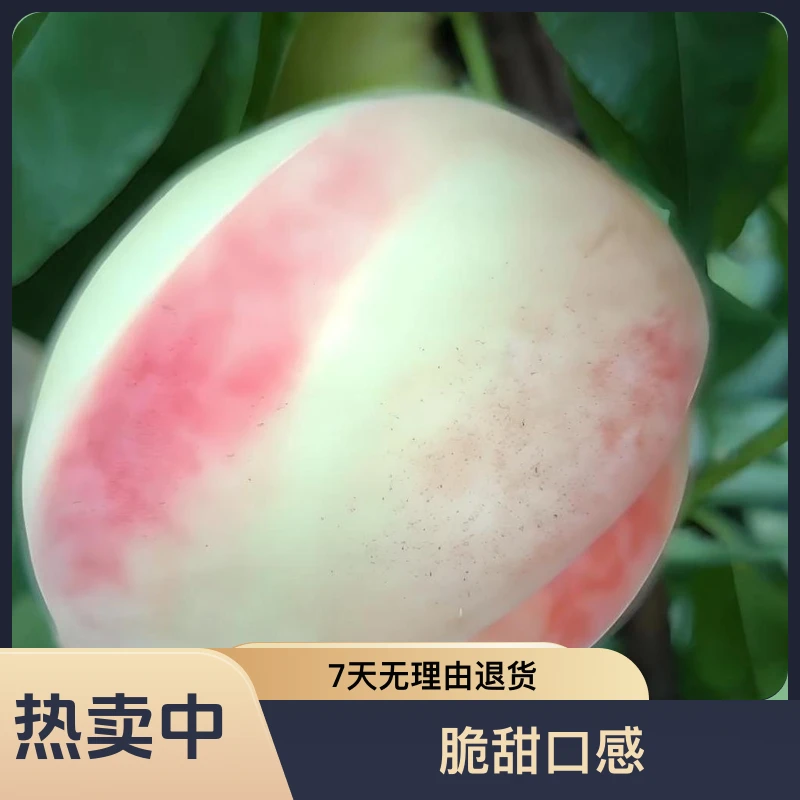 黑涞5月醉桃原生老桩果树嫁接树苗脆甜好种植买05小苗多发一个苗