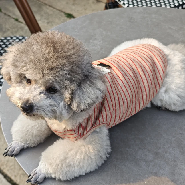 小型犬衣服宠物猫咪狗狗泰迪马尔泰马尔济斯舒适空调服背心