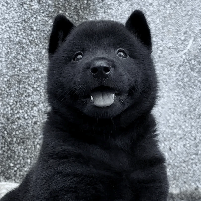 臻雪优宠丶田园犬繁殖基地