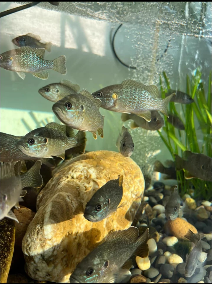 太阳鱼苗蓝腮水花小型原生鱼金边杂交观赏鱼淡水养殖冷水凶猛鱼