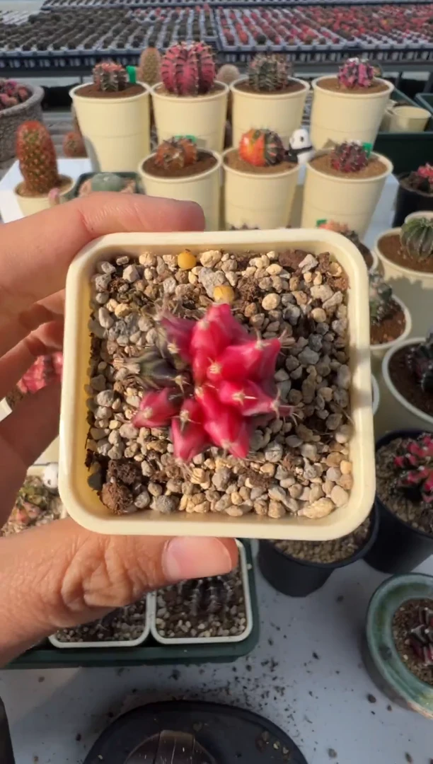 67好看的米哈冲冲冲 泰国实生