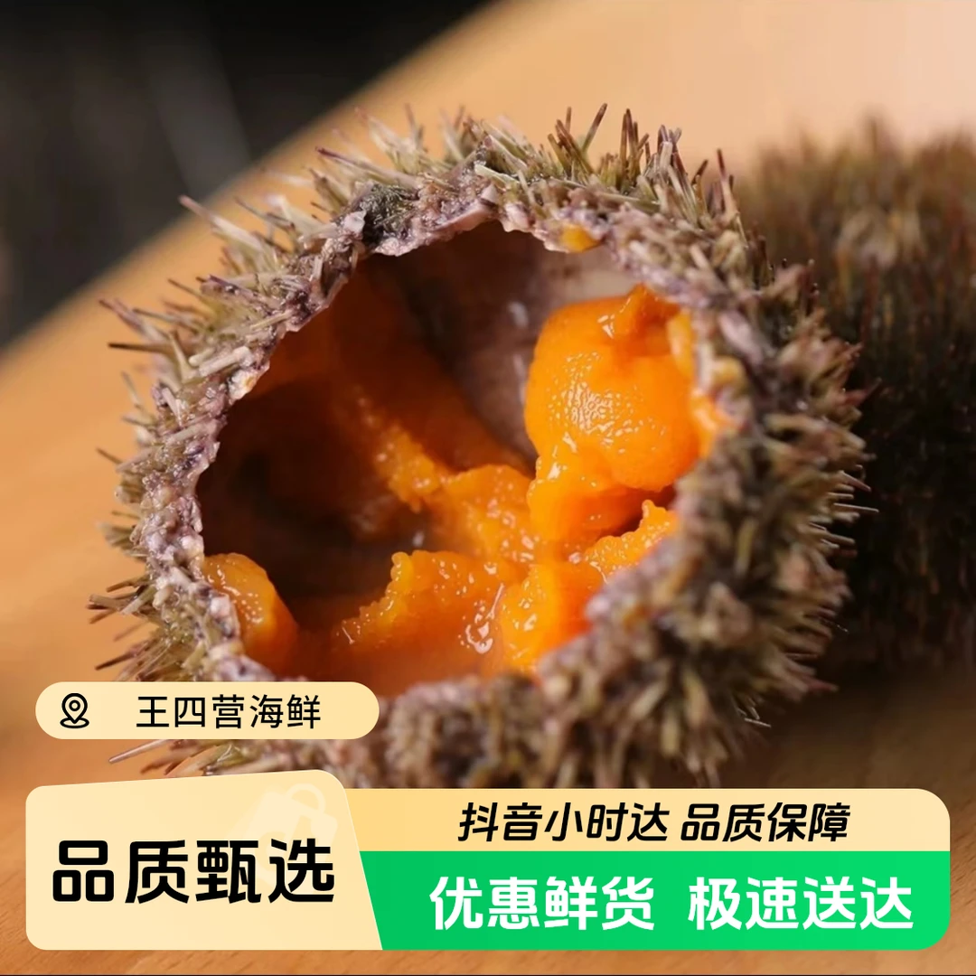 【鲜活】鲜活马粪海胆一个
