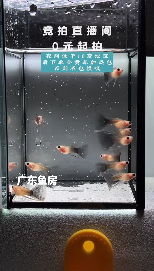 孔雀鱼超透长公10只编号20