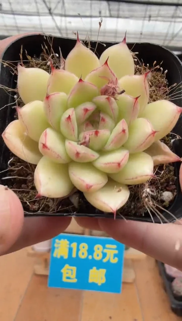 东云多肉园二店-363