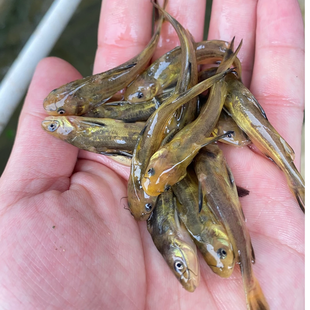 广东佛山 黄骨鱼 黄辣丁 黄鸭叫 黄颡鱼宠物水生活体