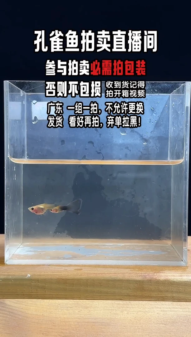 孔雀鱼蓝礼服玻璃猫1对