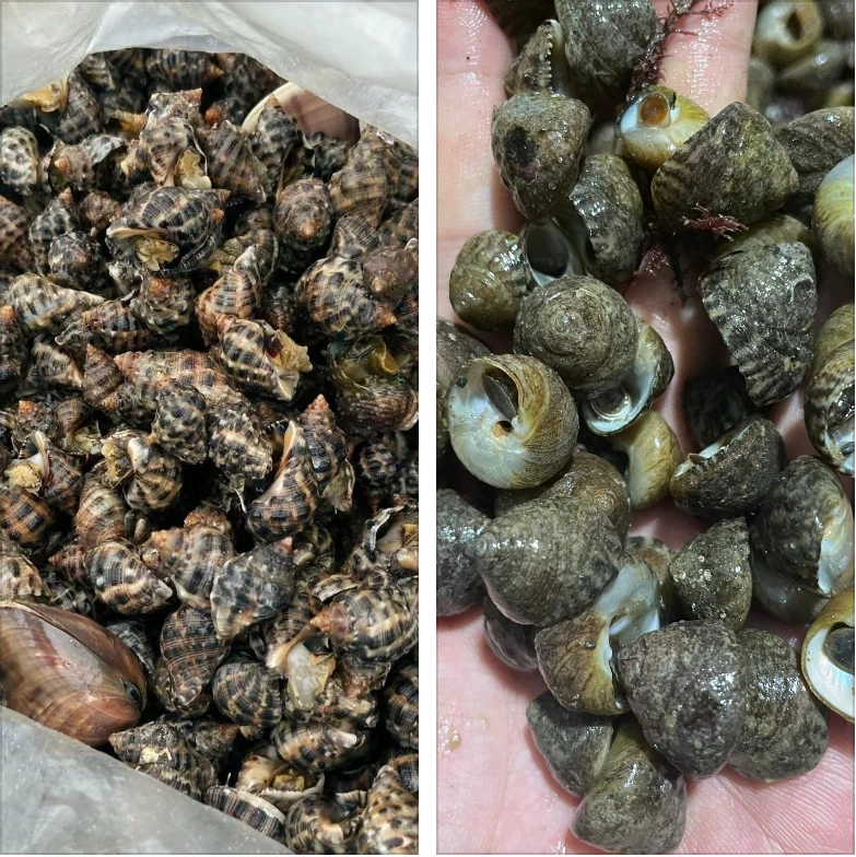 2斤辣螺+2斤偏定螺混搭套餐，顺丰发货