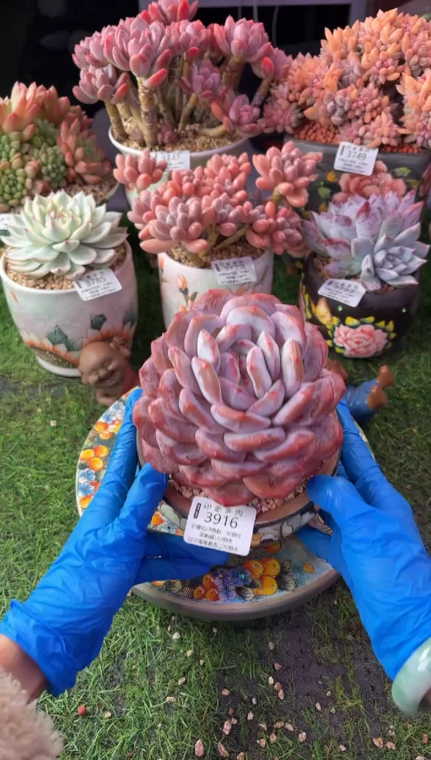 昆明印象多肉3916