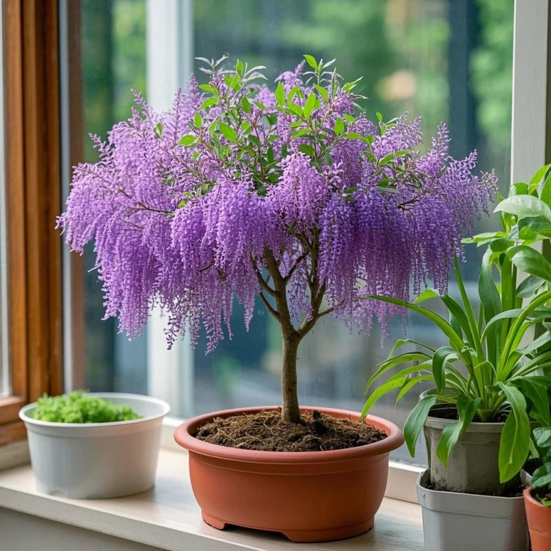 流苏树苗庭院室内外绿植阳台花卉盆栽茉莉花老桩四季开花庭院窗台