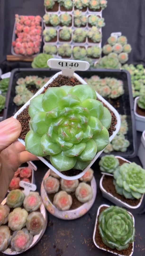 q140 遥遥珍妮8cm  脱土发可送土