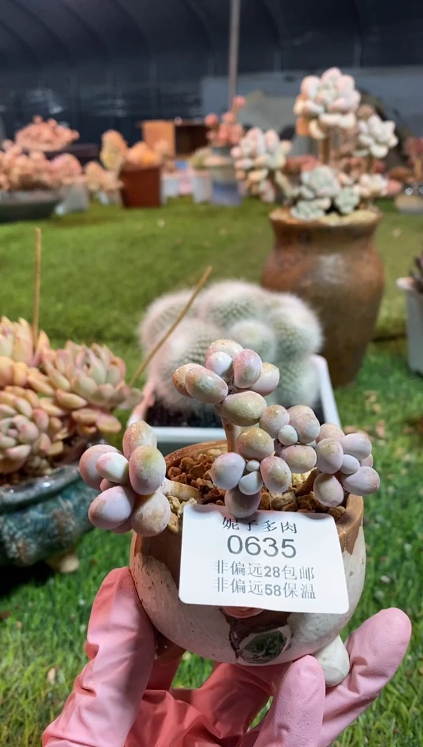 【闪购商品】0635a