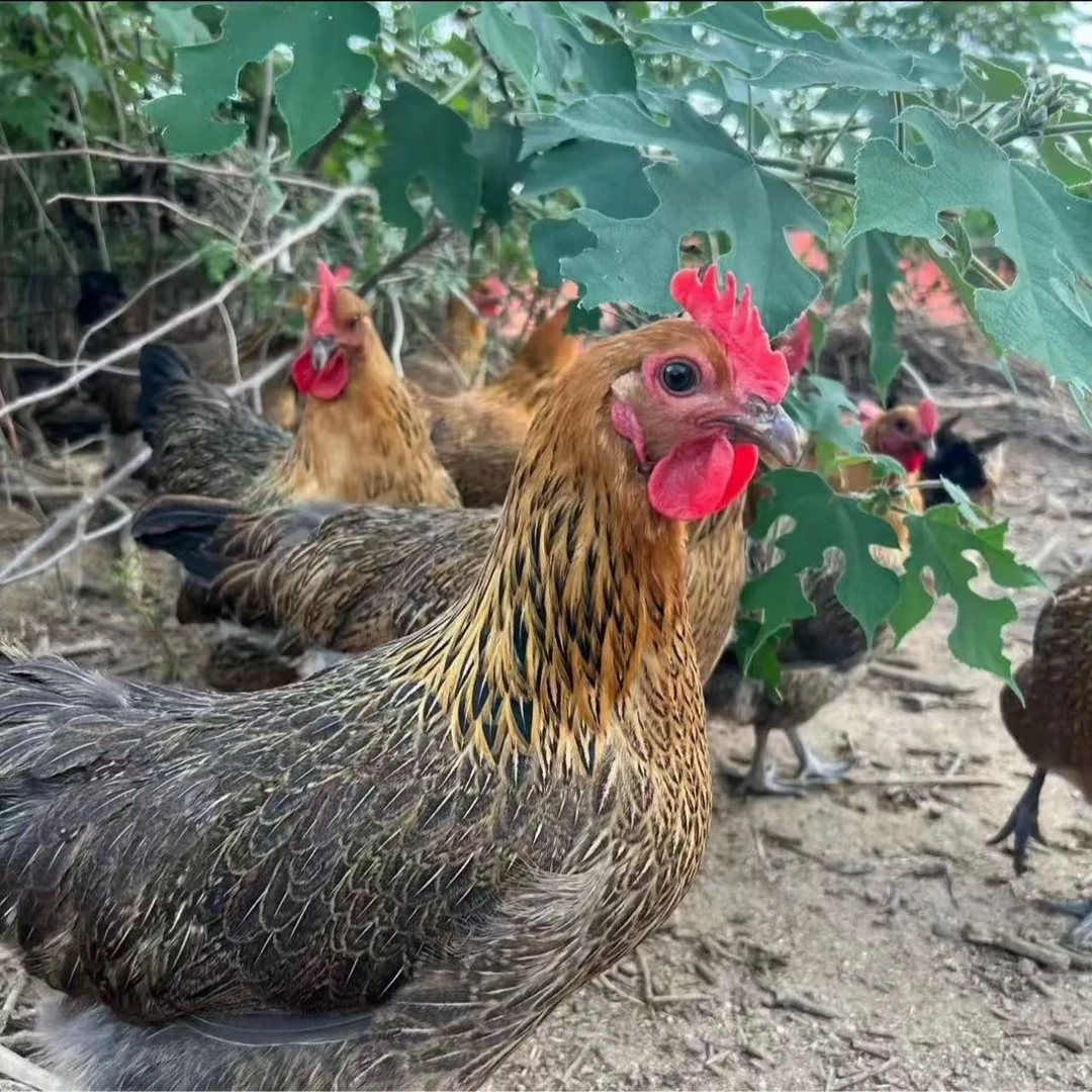 麻羽鸡宠物鸡活鸡包邮