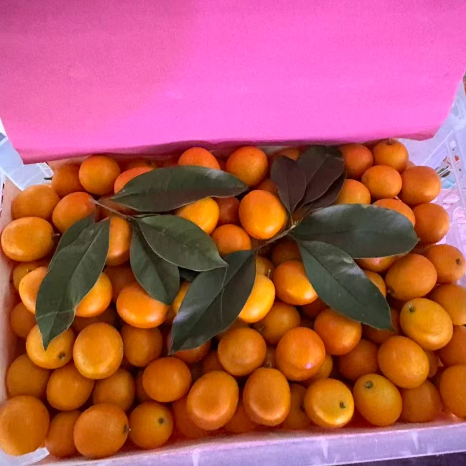 广西融安金桔 500g 顺丰包邮