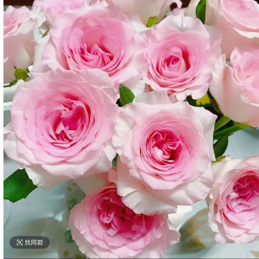 精选一 月季盆栽花苗阳台庭院月季花集合